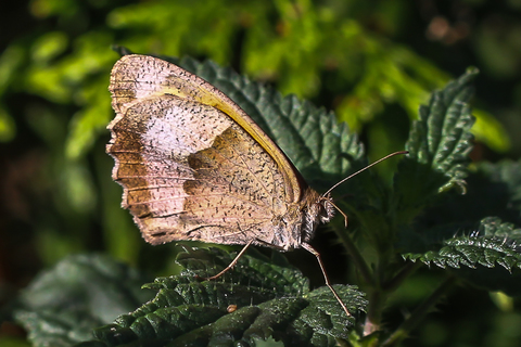 Coenonympha pamphilus