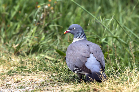 Columba palumbus