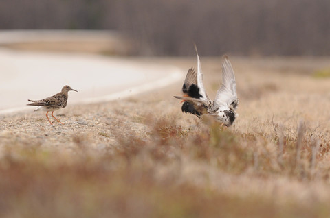 Combattant varié - Calidris pugnax - femelle