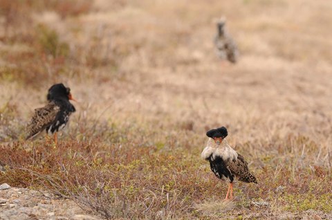 Combattant varié - Calidris pugnax - mâle nuptial