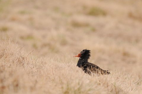 Combattant varié - Calidris pugnax - mâle nuptial