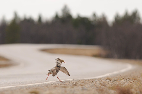 Combattant varié - Calidris pugnax - mâle nuptial