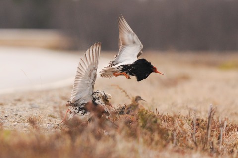 Combattant varié - Calidris pugnax - mâles nuptiaux