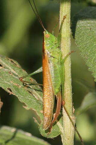 Conocephalus dorsalis