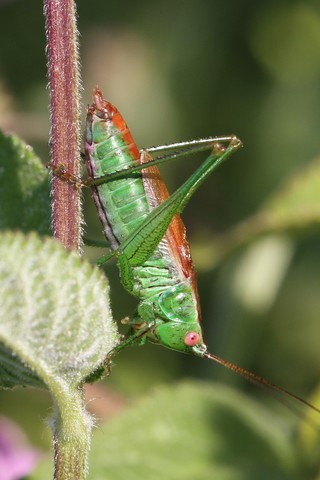 Conocephalus dorsalis