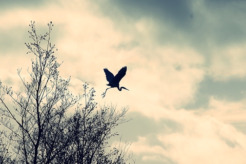 Contre jour sur la Grande Aigrette