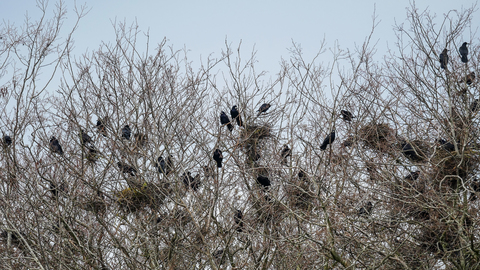 Corbeau freux - Corvus frugilegus