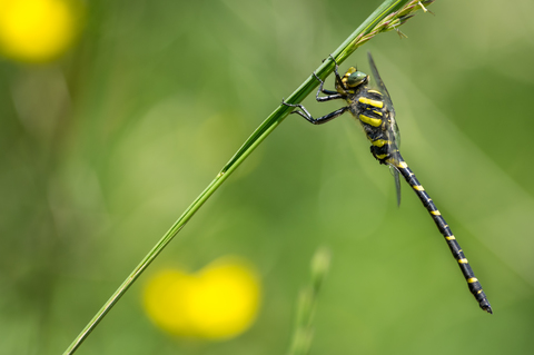 Cordulégastre annelé (Cordulegaster boltonii)