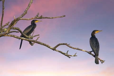 cormoran
