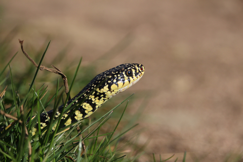 Couleuvre verte et jaune