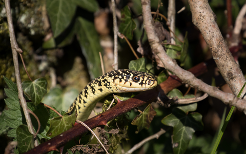 Couleuvre verte et jaune