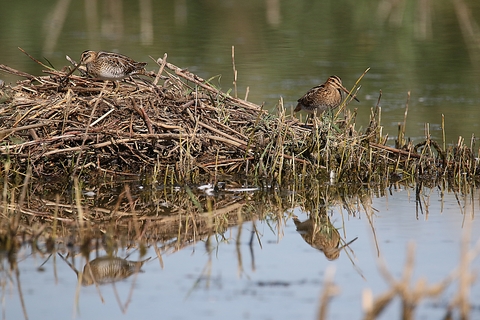 couple de bécassines des marais