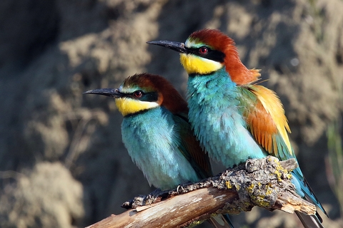 Couple de guêpiers