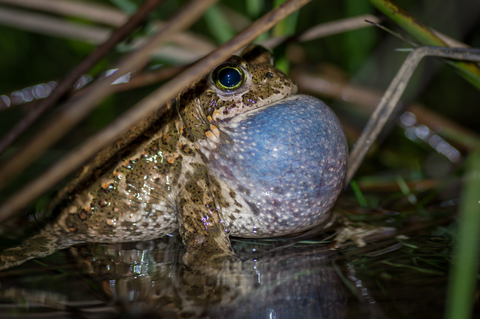 Crapaud calamite (Epidalea calamita)