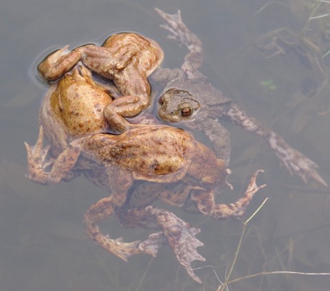 Crapaud commun