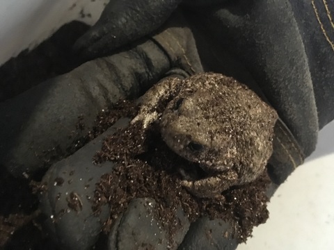 Crapaud 