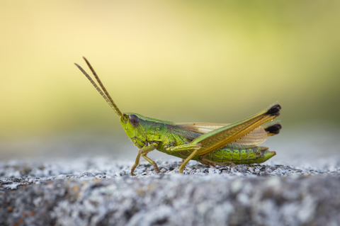 Criquet des clairières (Chrysochraon dispar)