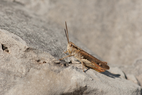 Criquet mélodieux (Chorthippus biguttulus)