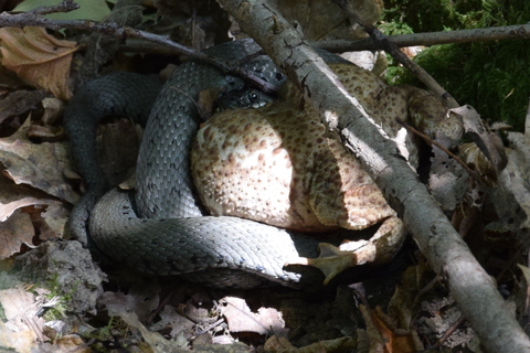 Prédation d'une Couleuvre helvétique sur un Crapaud commun