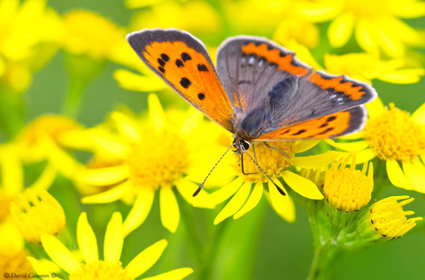 Cuivré commun - Lycaena phlaeas