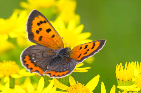 Cuivré commun - Lycaena phlaeas