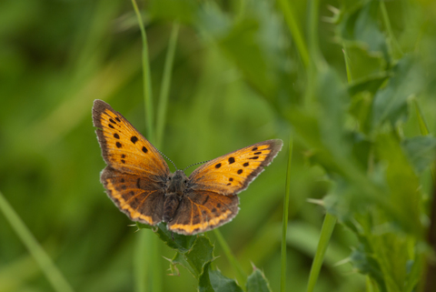 Cuivré des marais (Lycaena dispar)