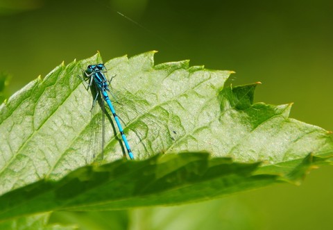 Agrion jouvencelle - Coenagrion puella