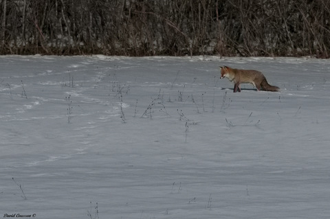 Renard roux - Vulpes vulpes