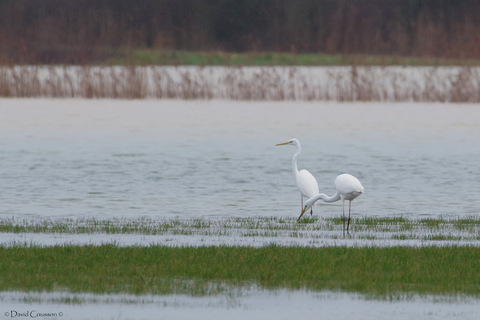 Grande aigrette - Ardea alba