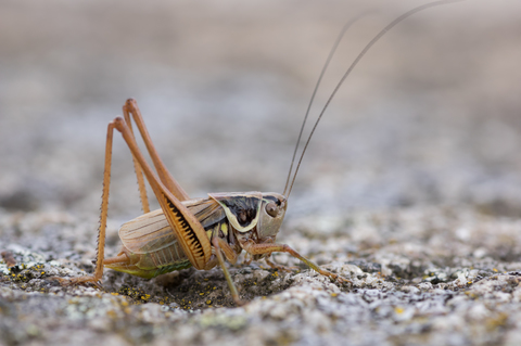 Decticelle bariolée (Roeseliana roeselii)
