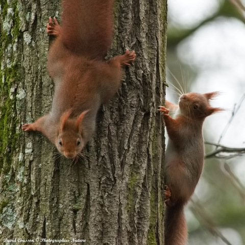 Ecureuil roux -Sciurus vulgaris