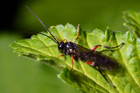 Diplazon laetatorius