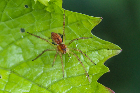 Dolomède des marais - Dolomedes fimbriatus