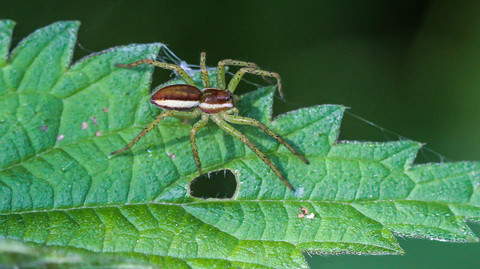 Dolomedes fimbriatus, la Dolomède des marais