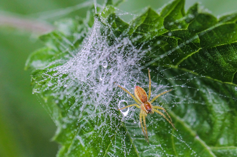 Dolomedes fimbriatus, la Dolomède des marais