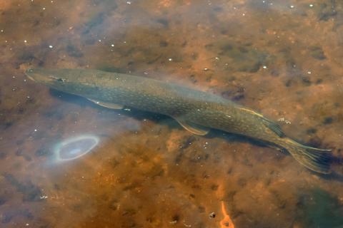 Brochet (Esox lucius) © DELAHAYE Geoffrey 