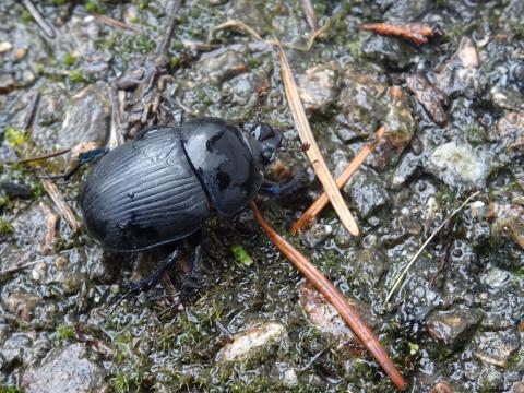 Geotrupes stercorarius