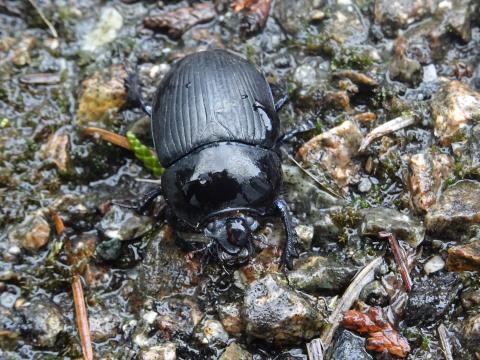 Geotrupes stercorarius