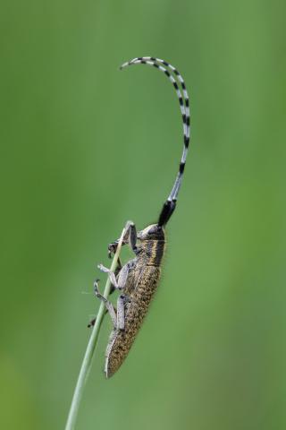 Agapanthia villosoviridescens