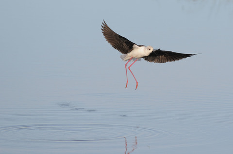 Echasse blanche - Himantopus himantopus - femelle