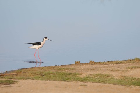 Echasse blanche - Himantopus himantopus - mâle