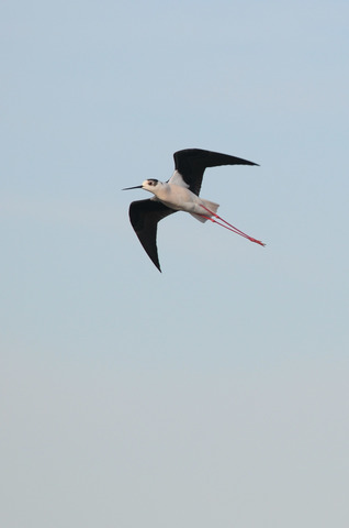 Echasse blanche - Himantopus himantopus