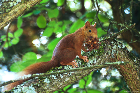 Ecureuil roux -Sciurus vulgaris