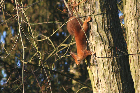 Ecureuil roux (Sciurus vulgaris)