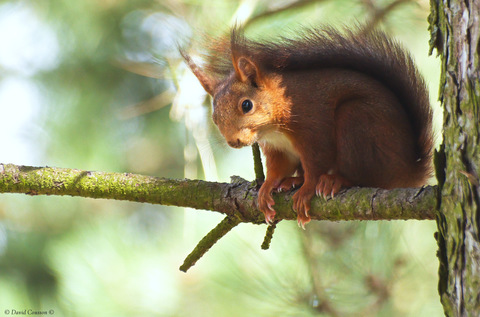 Ecureuil roux -Sciurus vulgaris