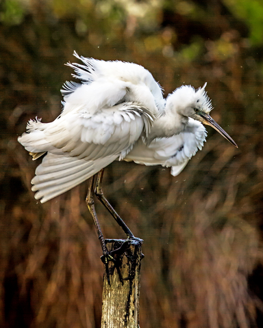 Egretta garzetta