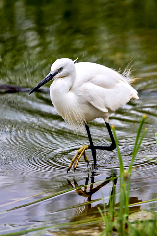 Egretta garzetta