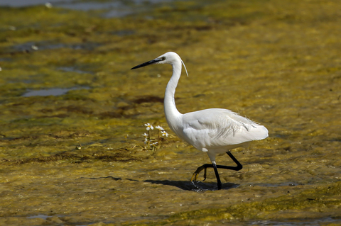 Egretta garzetta