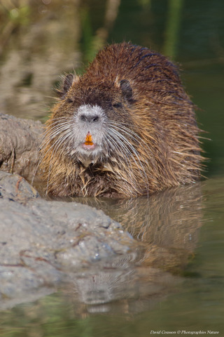 Ragondin - Myocastor coypus