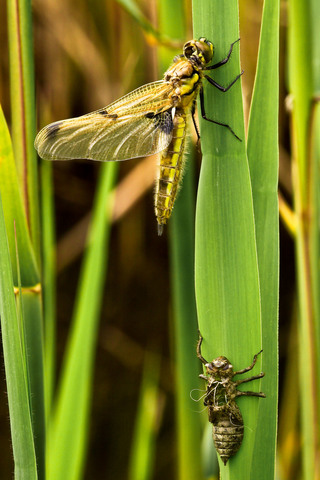émergence Libellula quadrimaculata